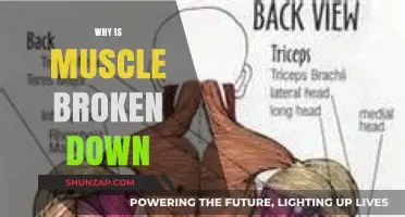 How Muscle Breakdown Helps Build Strength