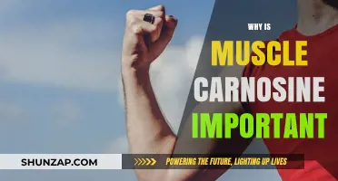 Carnosine: The Secret to Muscle Performance and Health