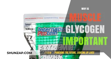 Muscle Glycogen: Fueling Your Body's Performance