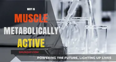 Muscle Tissue: Active Metabolism, Active You