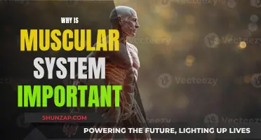 Muscular System: Our Body's Essential Movement and Functionality