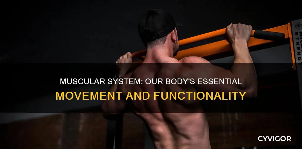 why is muscular system important