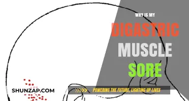 Digastric Muscle Pain: Causes, Symptoms, and Effective Relief Strategies