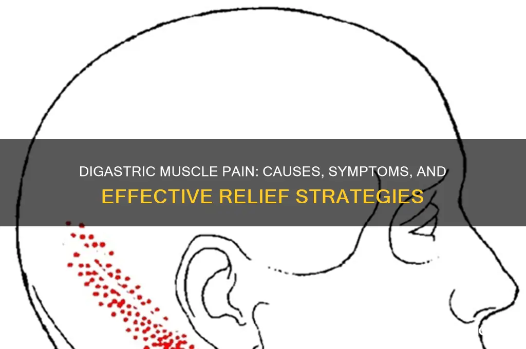 why is my digastric muscle sore