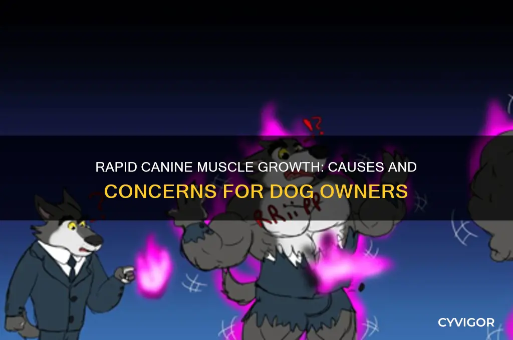 why is my dog gaining muscle so fast