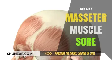 Why Your Masseter Muscle Hurts: Causes and Relief Tips