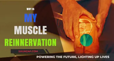 Muscle Reinnervation: Understanding the Science of Recovery