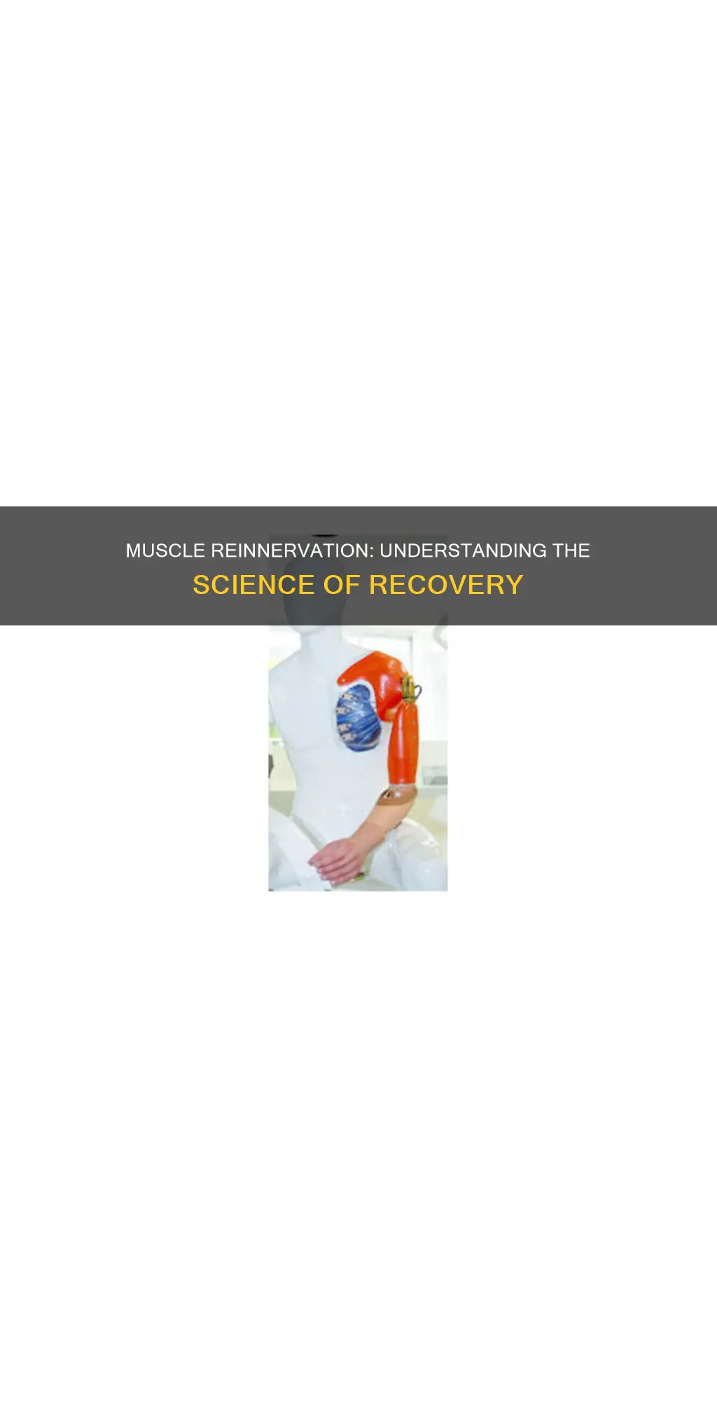 why is my muscle reinnervation