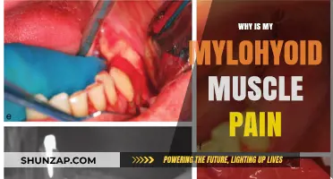 Understanding Mylohyoid Muscle Pain: Causes, Symptoms, and Relief Strategies