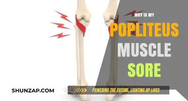 Understanding Popliteus Muscle Soreness: Causes, Relief, and Prevention Tips