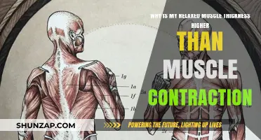 Relaxed Muscle Thickness vs. Contraction: Unraveling the Surprising Difference