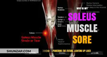 Why Your Soleus Muscle Hurts: Causes, Relief, and Prevention Tips