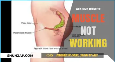 Understanding Sphincter Muscle Dysfunction: Causes, Symptoms, and Treatment Options