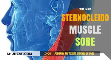 Sternocleidomastoid Muscle Pain: Causes, Remedies, and Prevention Tips