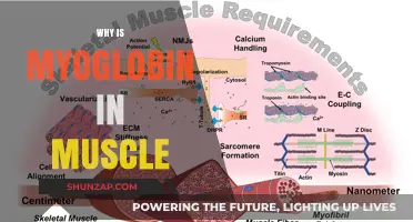 Myoglobin in Muscle: Understanding Its Vital Role