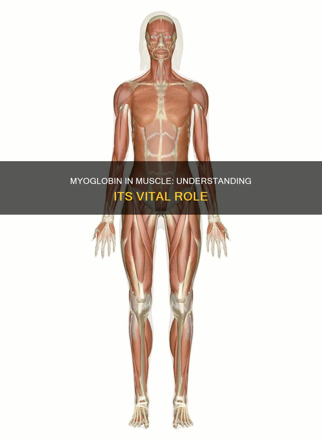 why is myoglobin in muscle