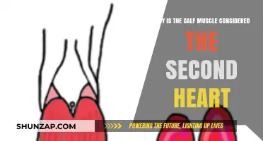 The Calf Muscle: Unveiling Its Role as the Body's Second Heart