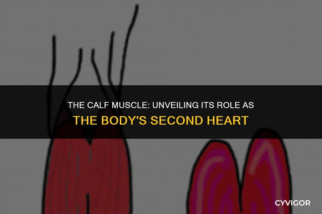 why is the calf muscle considered the second heart