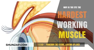 The Eye's Nonstop Effort: Exploring Our Hardest Working Muscle