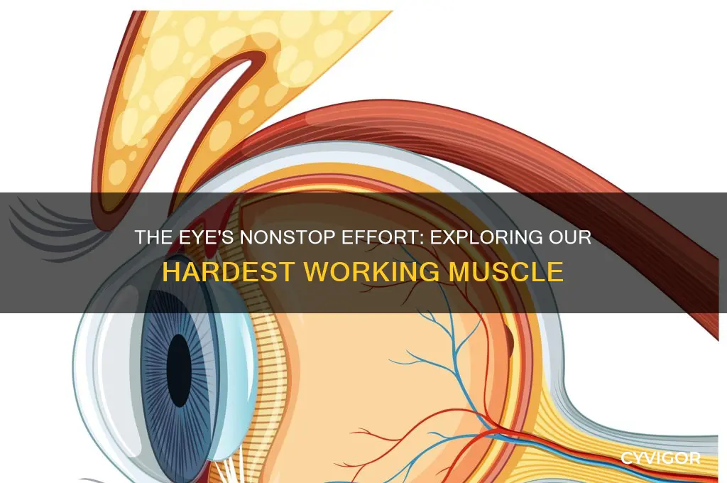 why is the eye the hardest working muscle