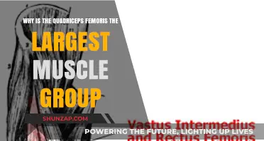 Quadriceps Femoris: The Largest Muscle Group and Its Vital Role