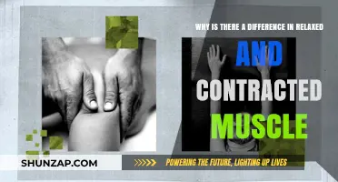 Relaxed vs. Contracted Muscles: Understanding the Key Differences