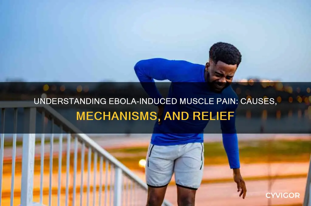 why is there muscle pain when ebola
