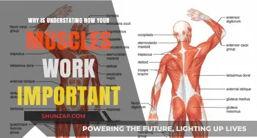 Understanding Muscle Function: Key to Strength, Recovery, and Performance