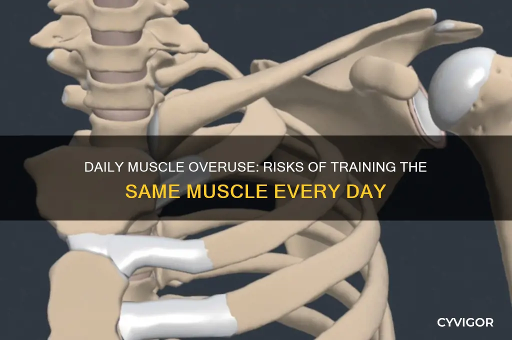 why is working the same muscle everyday bad