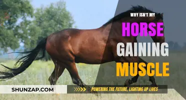 Why Isn't My Horse Gaining Muscle? Common Causes and Solutions