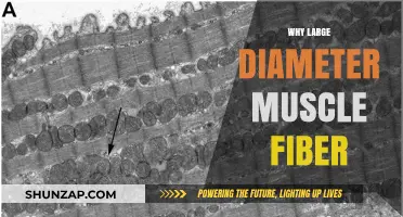 Large Muscle Fibers: The Secret to Strength