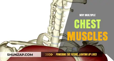 Understanding the Complex Muscular System of the Chest