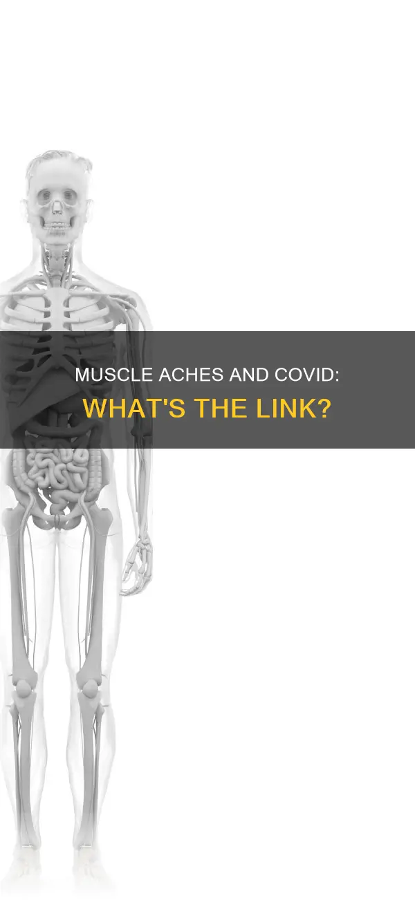 why muscle aches with covid