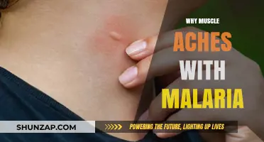 Malaria Mystery: Muscle Aches Explained