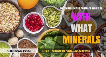 Minerals Essential for Muscle Contraction and Relaxation Explained
