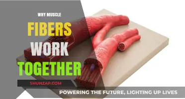 How Muscle Fibers Collaborate for Strength, Endurance, and Movement
