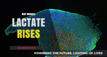 Lactate Surge: Understanding the Muscle Mystery