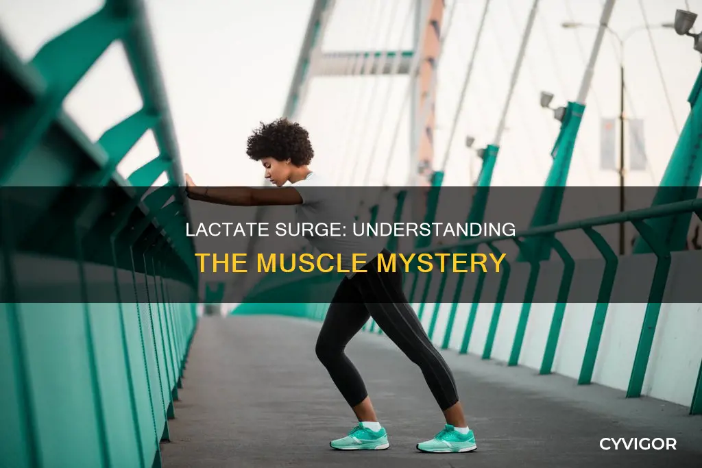 why muscle lactate rises