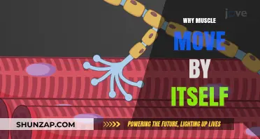 How Muscles Move: Unconscious Twitching Explained