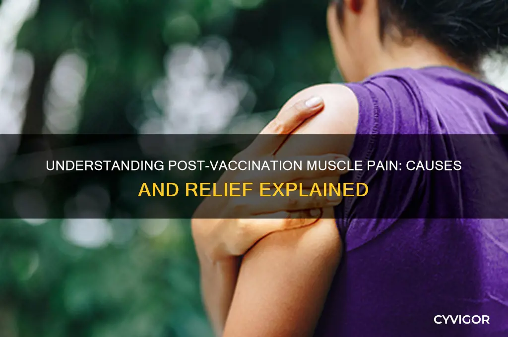 why muscle pain after vaccination