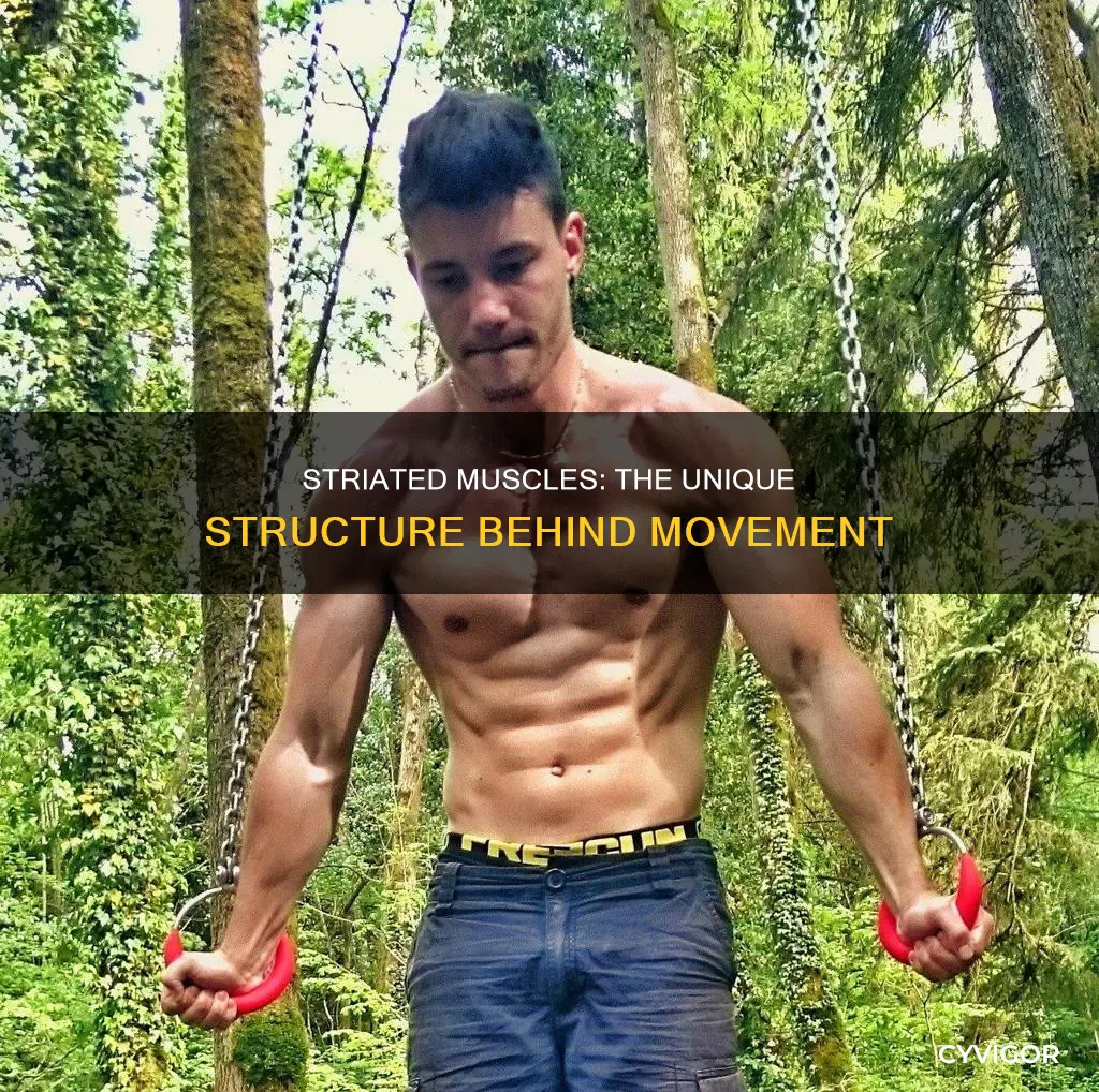 why muscles are striated