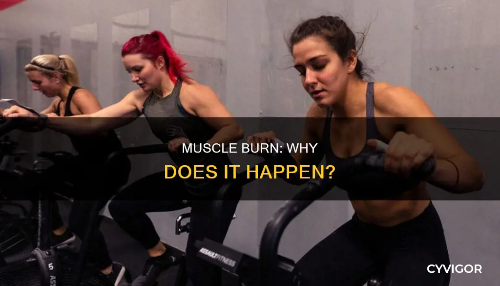 why muscles burn fag