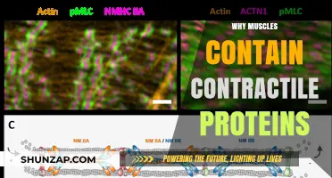 Muscle Contraction: Proteins Power Movement