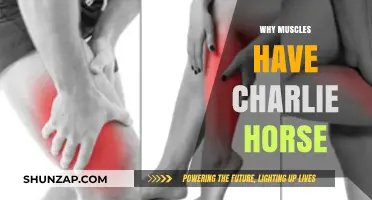 Muscle Charlie Horses: Causes and Prevention