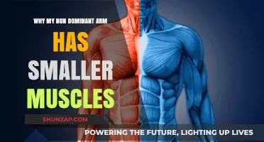 Why Your Non-Dominant Arm Has Smaller Muscles: Unraveling the Imbalance