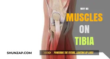 The Tibia's Unique Structure: Why No Muscles Attach?