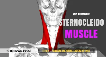 Sternocleidomastoid Muscle: Why It's So Prominent