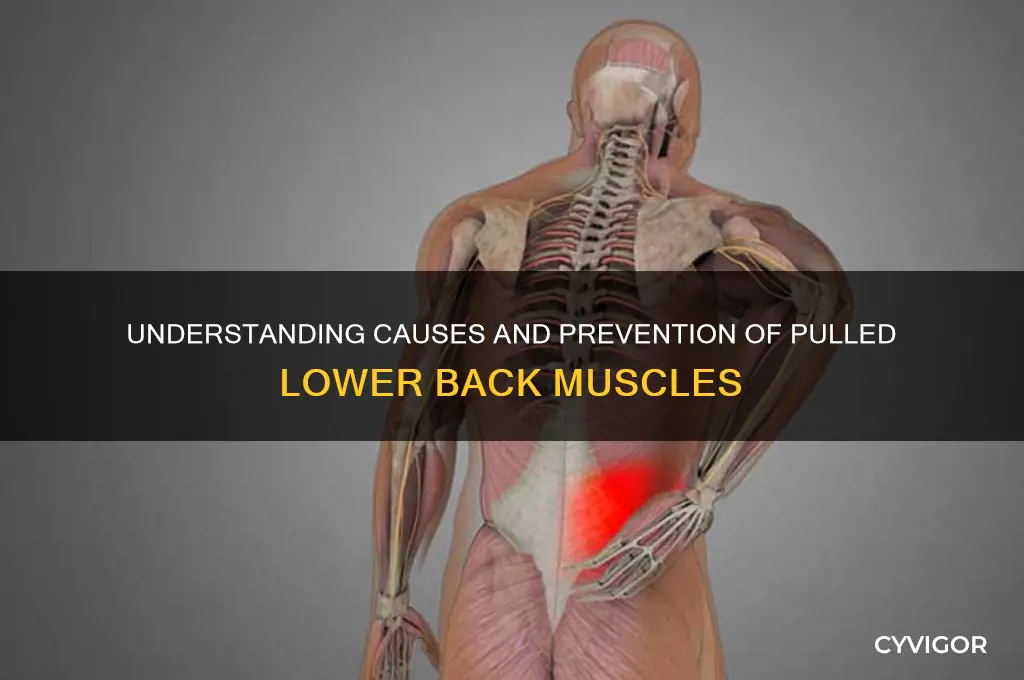 why pull lower back muscle