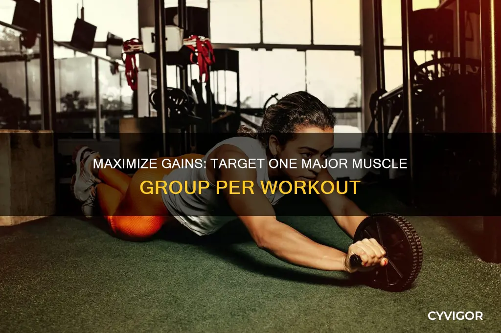 why should you focus on major muscle group per workout