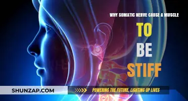 How Somatic Nerve Activity Leads to Muscle Stiffness Explained